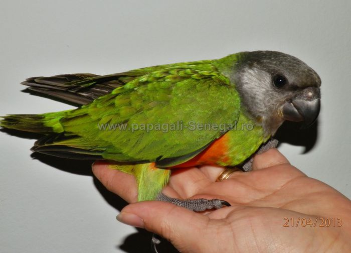 papagal Senegal 1 - vand papagali blanzi 2013