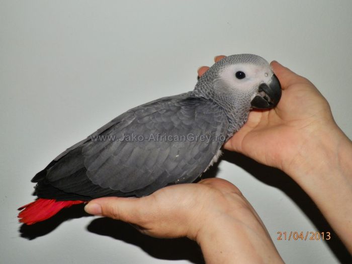 papagal Jako - vand papagali jako african grey - Timisoara