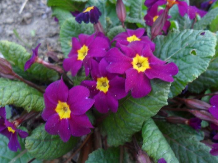 primula