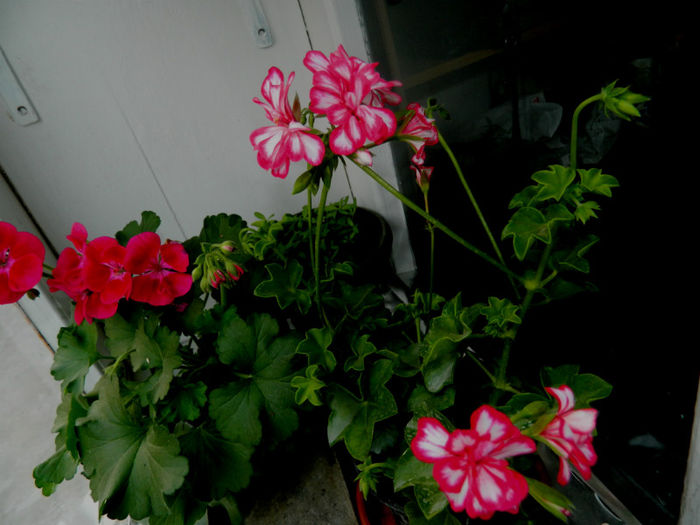 DSCN7225