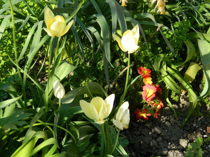 DSCN7256 - APRILIE 2013