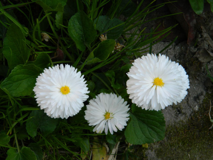 DSCN7268