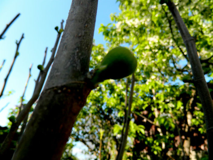 DSCN7304 - APRILIE 2013