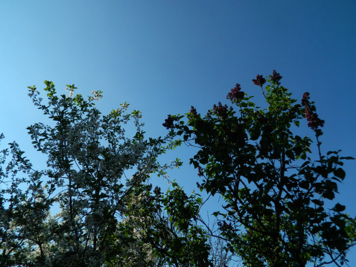 DSCN7324 - APRILIE 2013