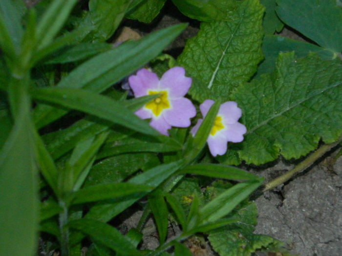 DSCN7331