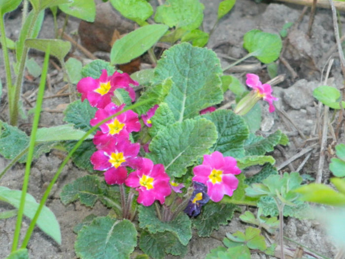 DSCN7346