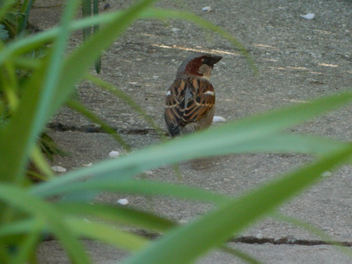 DSCN7367 - APRILIE 2013