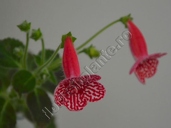 Kohleria Birgitta