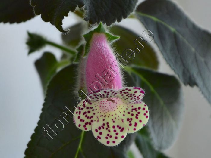 Kohleria HCY`s Jardin Monet