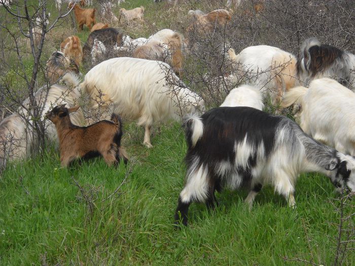 Picture 153; Formatia completa.
