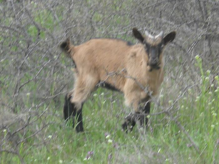 Picture 154; Alpin de Dobrusa
