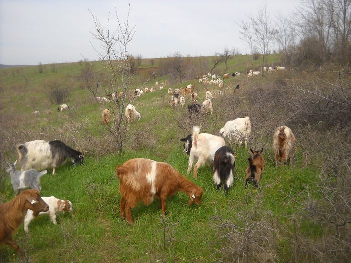 Picture 161; Toata gasca.
