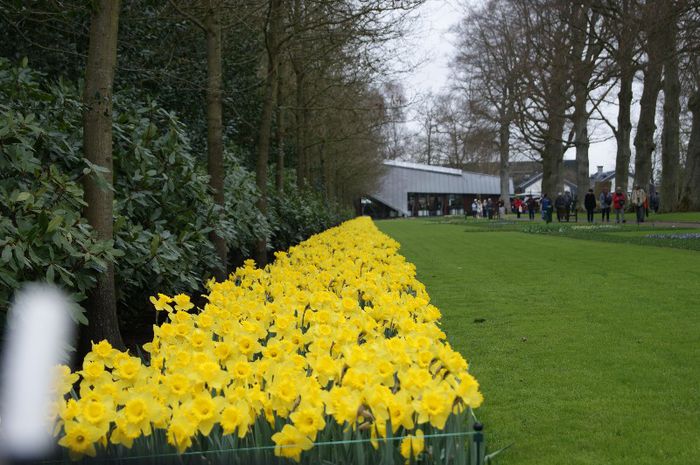 DSC08156 - keukenhof