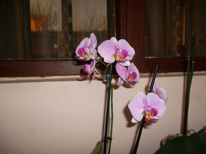 orhidee - FLORI 2013