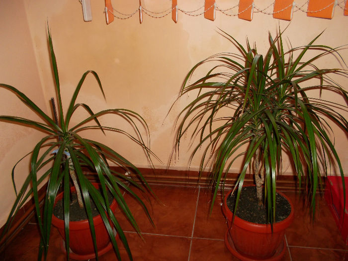 dracena - FLORI 2013