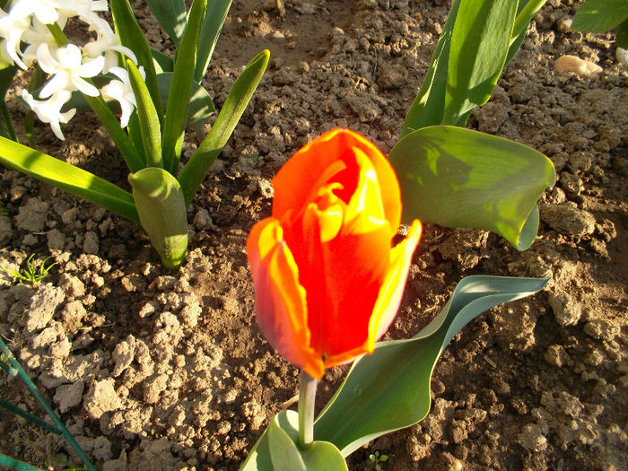 SAM_2177 - FLORI 2013