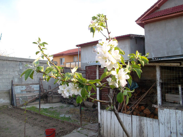 SAM_2188 - FLORI 2013