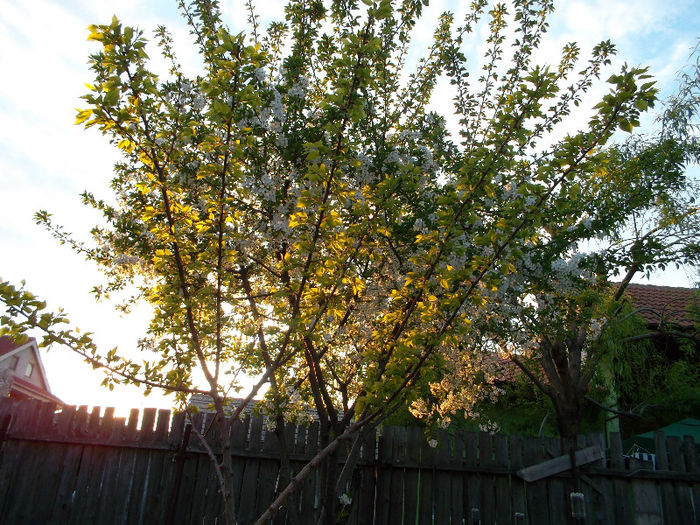 SAM_2207 - FLORI 2013