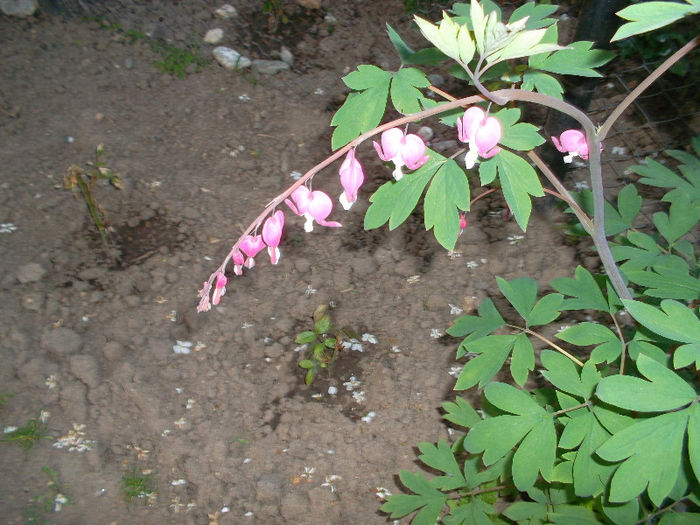 SAM_2212 - FLORI 2013