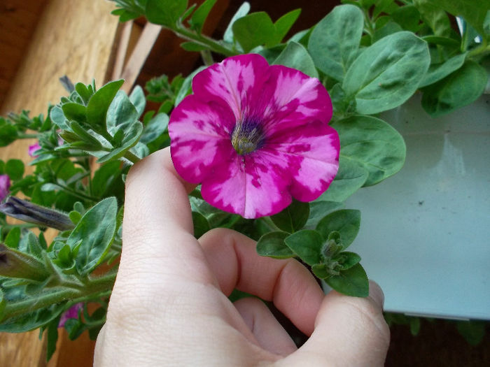 SAM_2229 - FLORI 2013