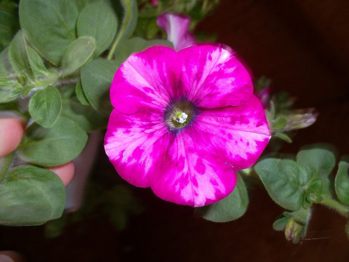 SAM_2230 - FLORI 2013