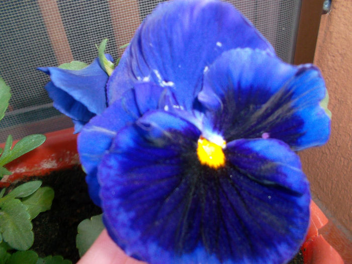 SAM_2236 - FLORI 2013