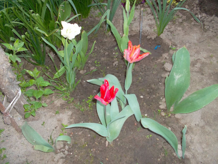 SAM_2243 - FLORI 2013