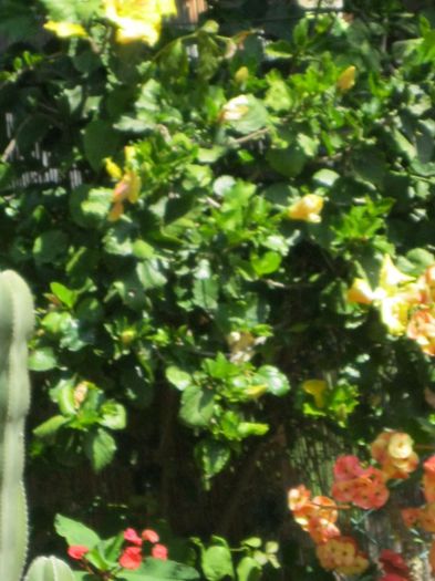 hibiscus galben