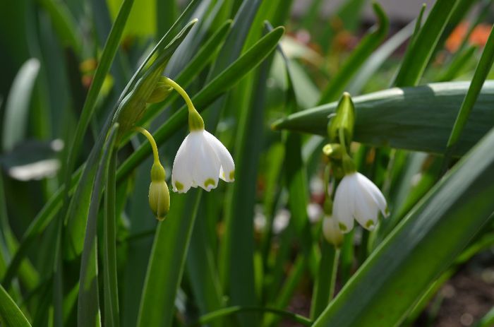 DSC_0746 - 1Gradina mult visata