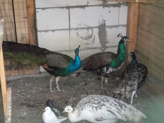 Picture 5119 - FERMA LUI NALAT FLORIN