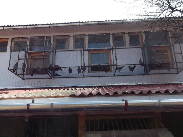 O LATURA......MODESTA SI....