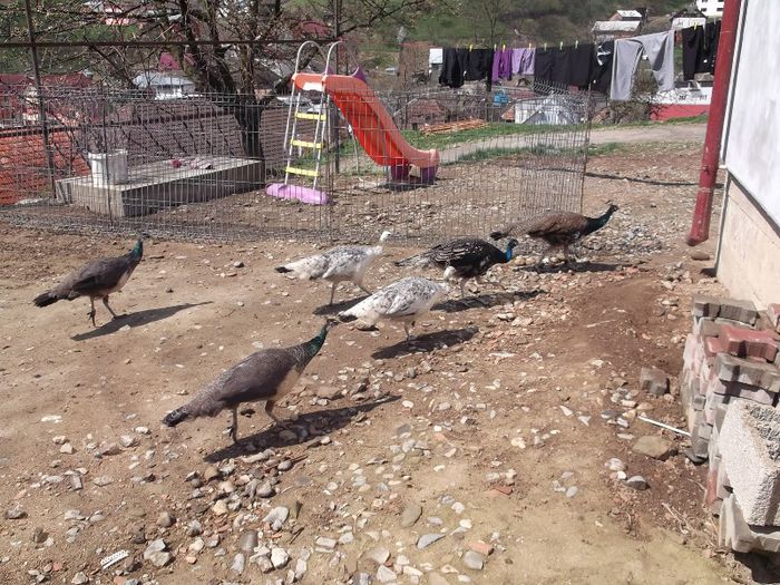 ECHIPA DE "DEMINARE" IN ACTIUNE