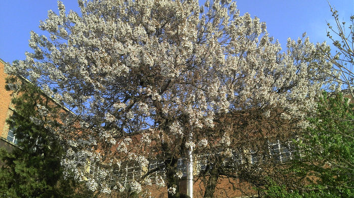 2013-04-23 Paulownia Elongata Flori; Paulownia Elongata Flori
