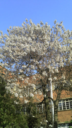 2013-04-23 Paulownia Elongata Flori; Paulownia Elongata Flori
