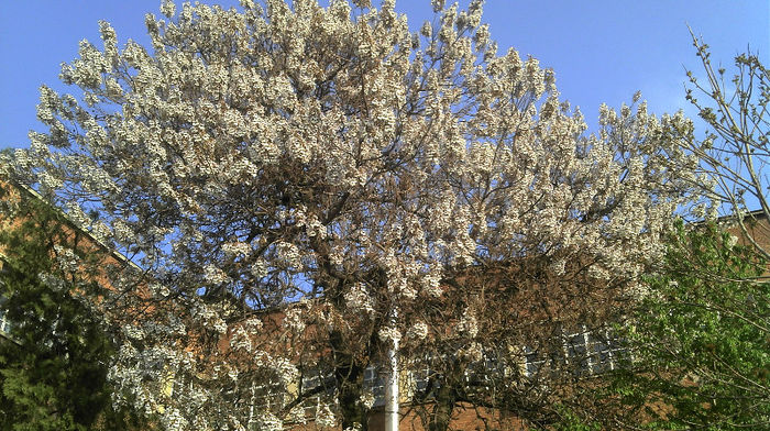 2013-04-23 Paulownia Elongata Flori; Paulownia Elongata
