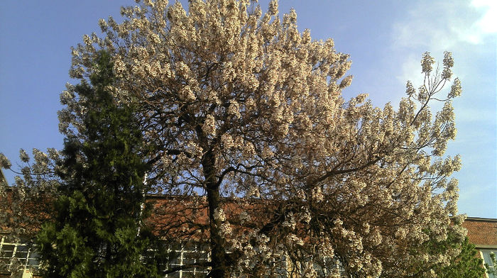 2013-04-23 P. Elongata - Paulownia Flori