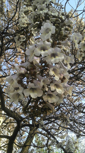 2013-04-23 Paulownia Elongata; Flori
