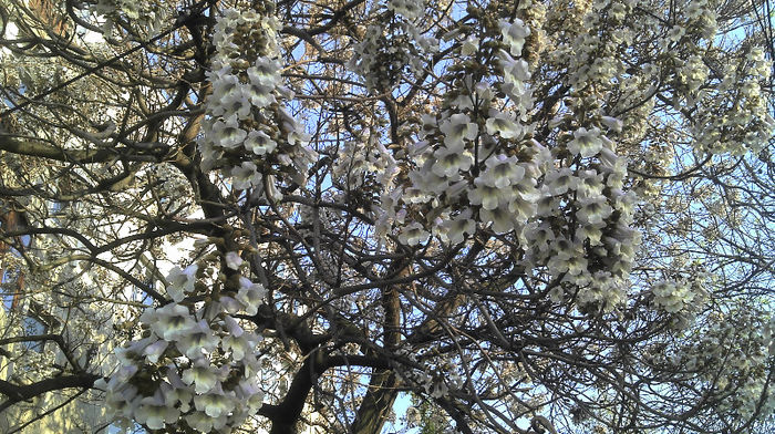 2013-04-23 P. Elongata - Paulownia Flori