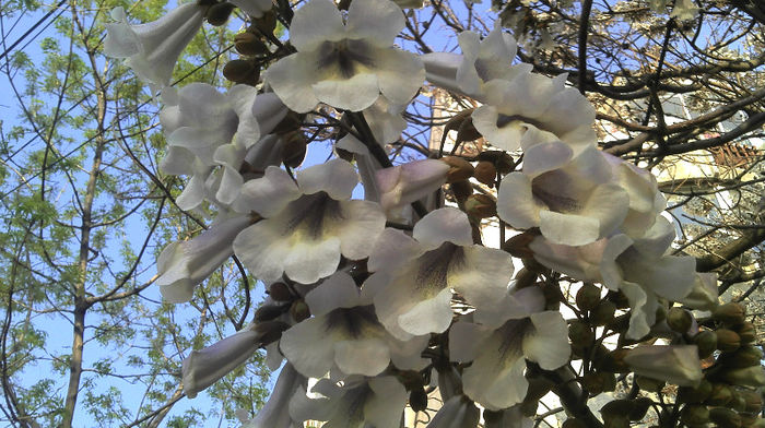 2013-04-23 P. Elongata - Paulownia Flori