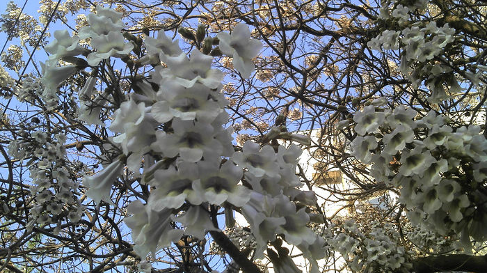 2013-04-23 Flori Elongata - Paulownia Flori