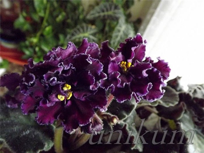 violeta africana - Florile mele