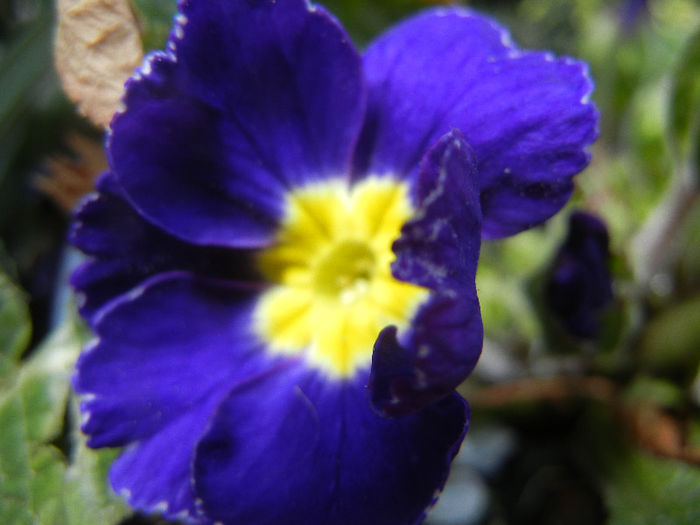 Blue Primula (2013, April 19)