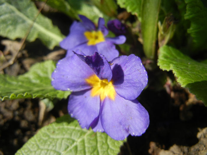 Blue Primula (2013, April 22)