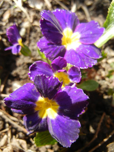 Purple Primula (2013, April 22)