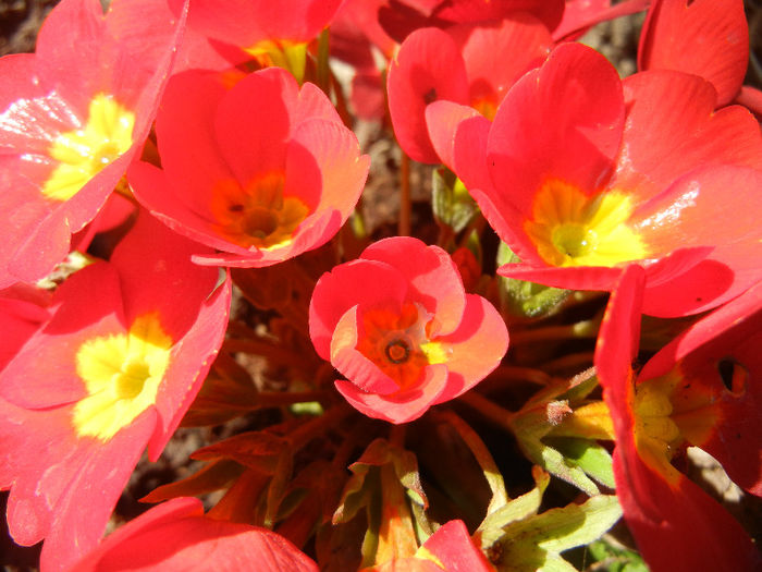 Red Primula (2013, April 22)