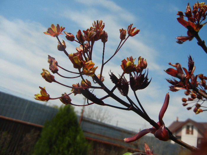 Acer Crimson Sentry (2013, April 22)