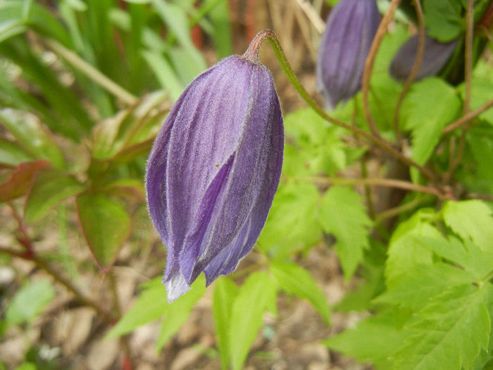 Clematis Pamela Jackman (2013, Apr.21) - Clematis Pamela Jackman