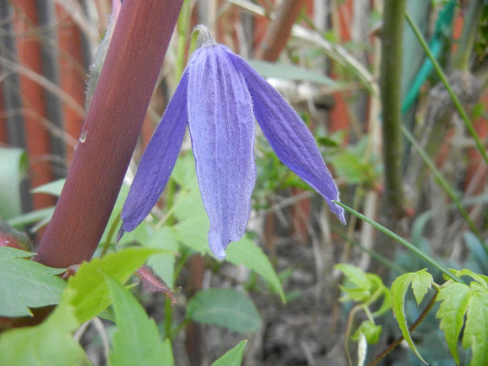 Clematis Pamela Jackman (2013, Apr.24) - Clematis Pamela Jackman