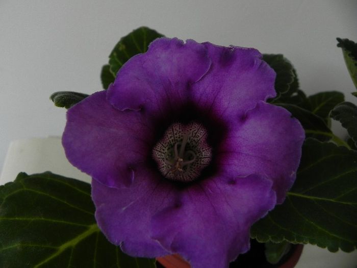  - gloxinia din seminte