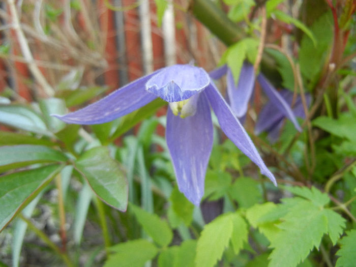 Clematis Pamela Jackman (2013, Apr.24)